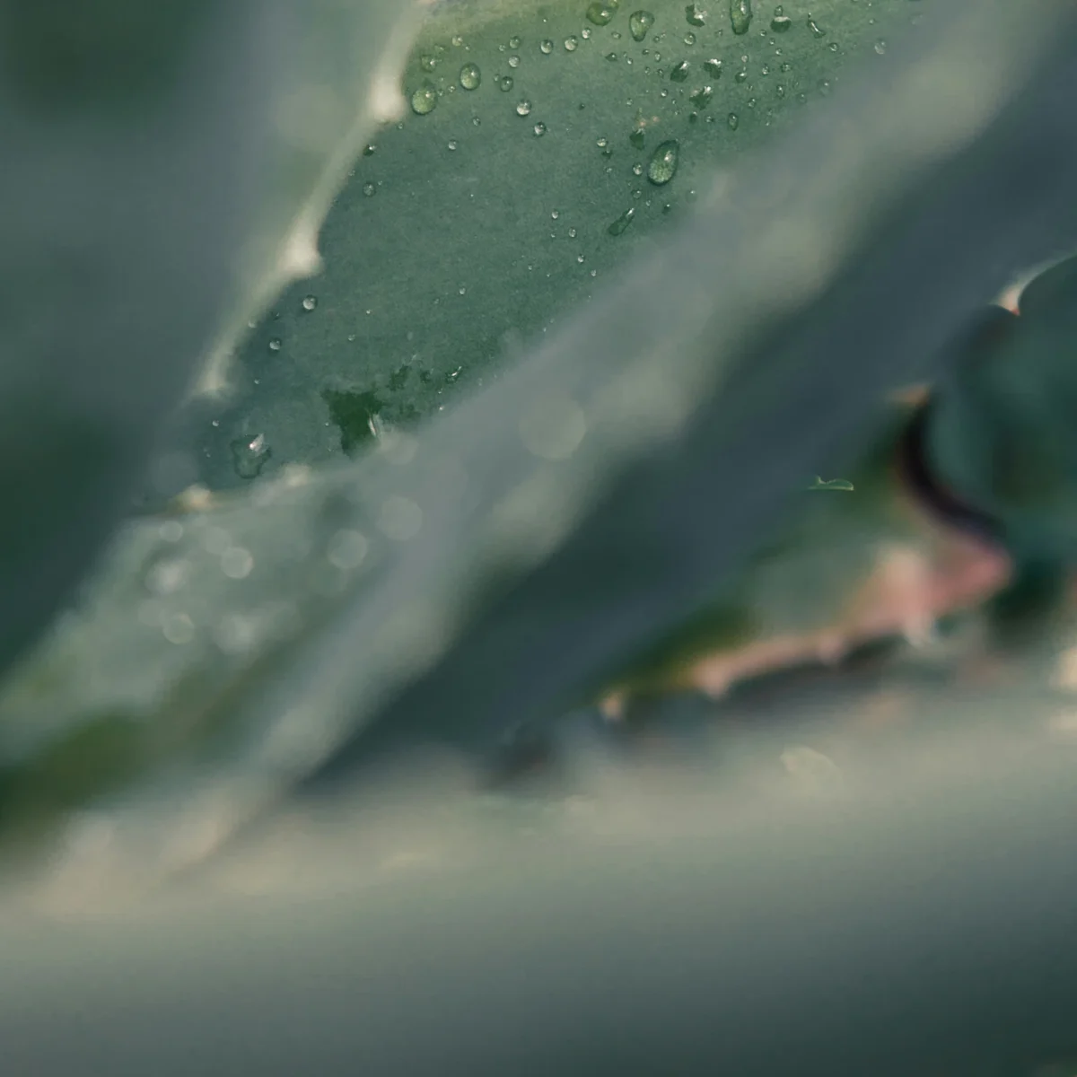 Aloe